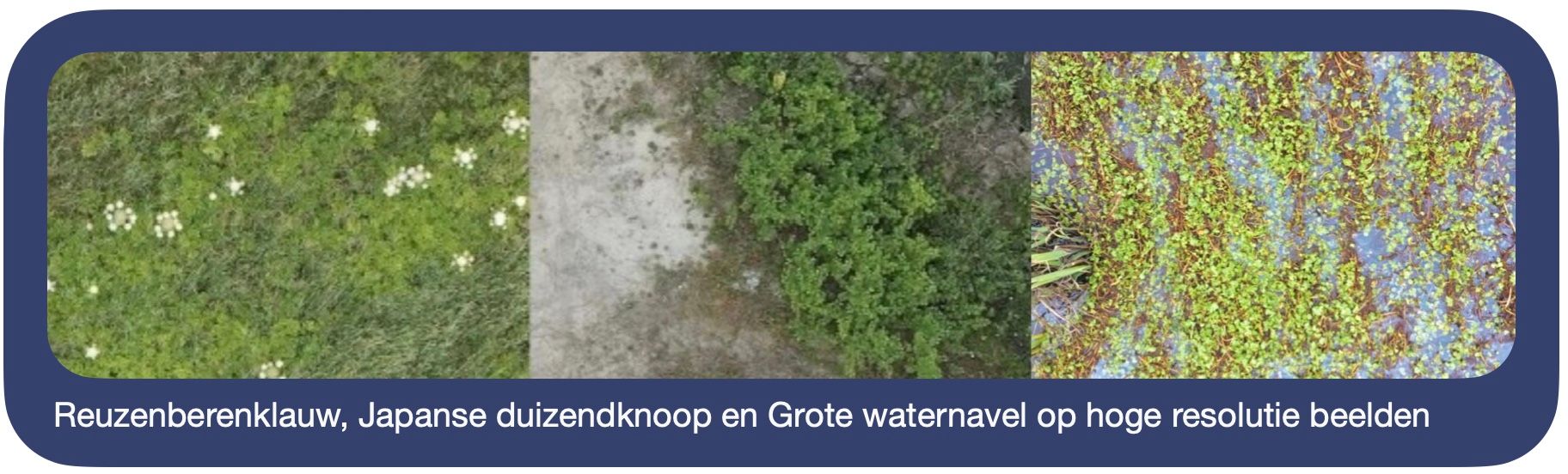 Reuzenberenklauw, Japanse duizendknoop en Grote waternavel op hoge resulotiebeelden