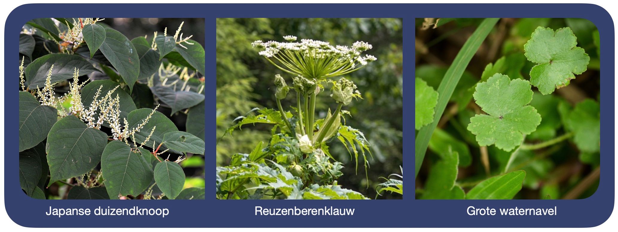 V.l.n.r. Japanse duizendknoop (Fallopia japonica), Reuzenberenklauw (Heracleum mantegazzianum), Grote waternavel (Hydrocotyle ranunculoides)